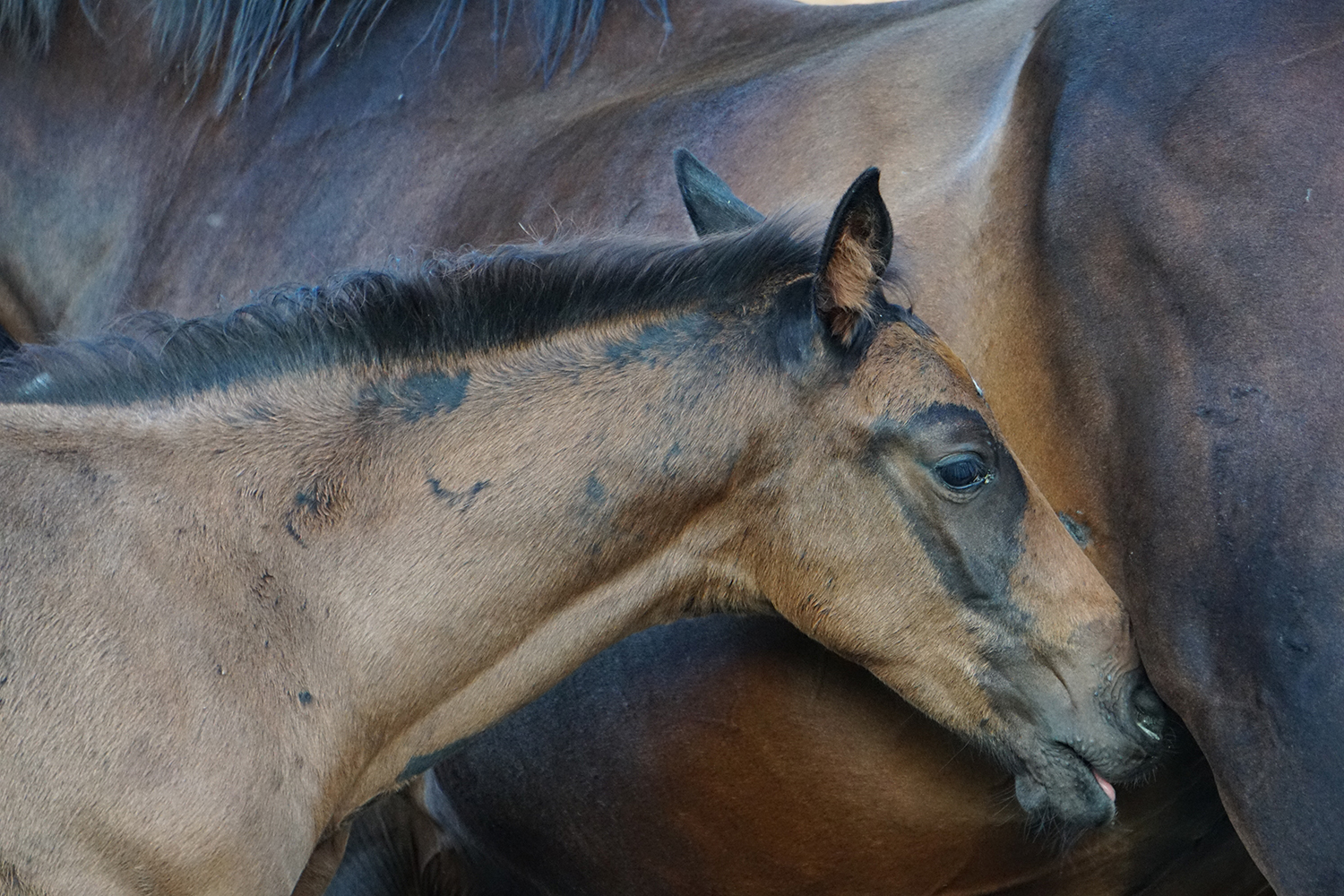 Photographie prise par Horse Development lors d'une visite d'un élevage, poulain cherchant à têter sa mère, poulinière, transfert d'embryons, monte en mains