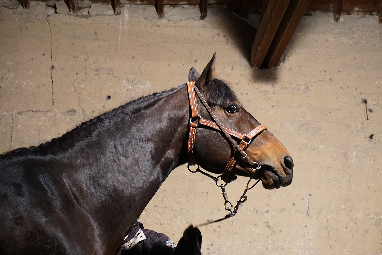 Photographie prise par Horse Development lors d'une structure équestre, un entier bai en présentation