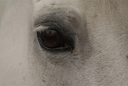 Photographie prise par Horse Development, oeil d'un cheval ou d'un poney au repos. Vous aider dans votre projet de création d'entreprise.