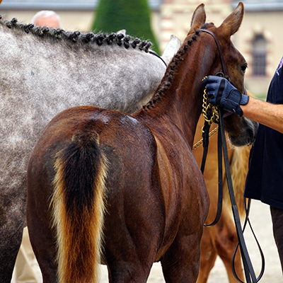 Poulains et poulinières présentés lors d'une compétition d'élevage SHF à St-Lô en Normandie, photographie prise par Horse Development, agence de communication de la filière cheval