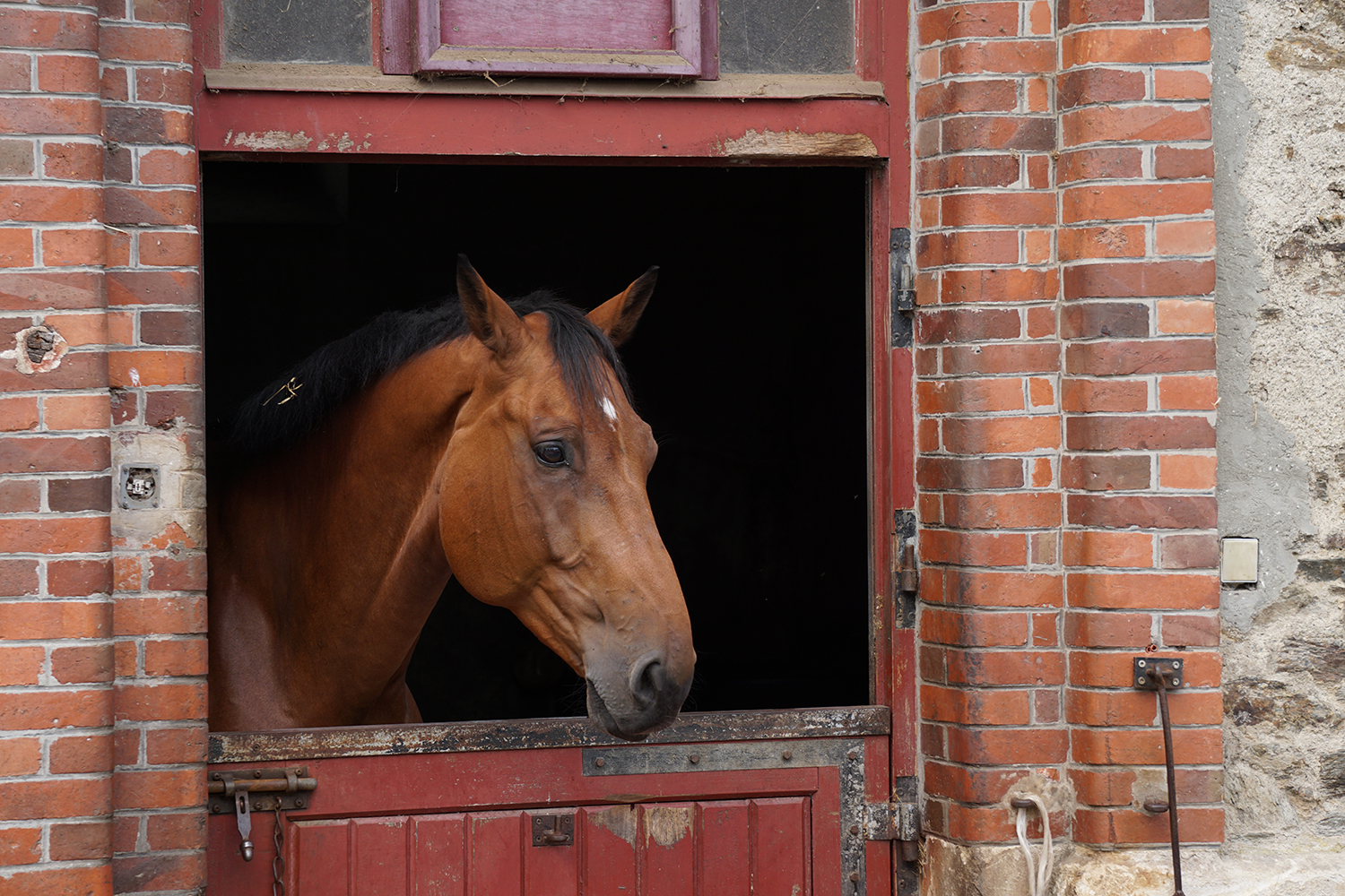 Photographie prise par Horse Development lors d'une visite d'une écurie, bel entier à la porte de son box ou de son écurie