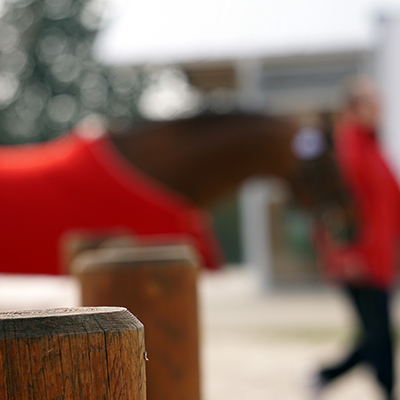 Cheval au pas, tenu en main par un groom, prêt pour une présentation d'élevage et d'étalons,Etalon présenté lors d'une compétition d'élevage à Chazey-sur-Ain, photographie prise par Horse Development, agence de communication de la filière cheval