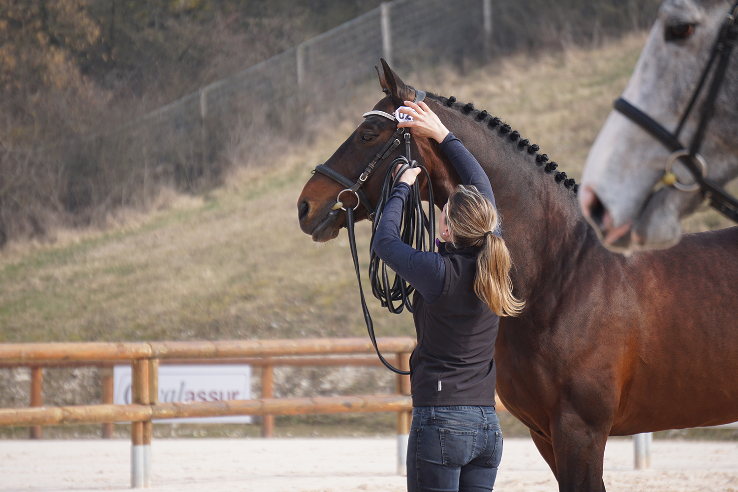 Photographie prise par Horse Development lors d'un rassemblement d'élevage, présentation d'un étalon de sport, CSO Dressage