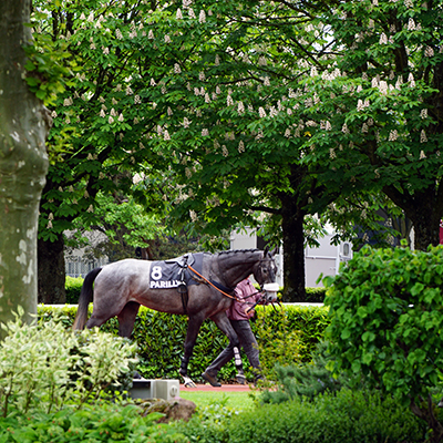 Galopeur au pas, à l'hippodrome de Lyon parilly, tenu en main par un lad-jockey, photographie prise par Horse Development, agence de communication de la filière cheval