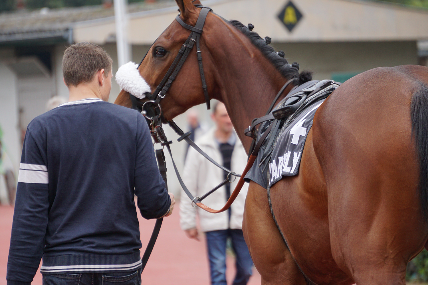 cheval de course au galop, photographie prise par Horse Development