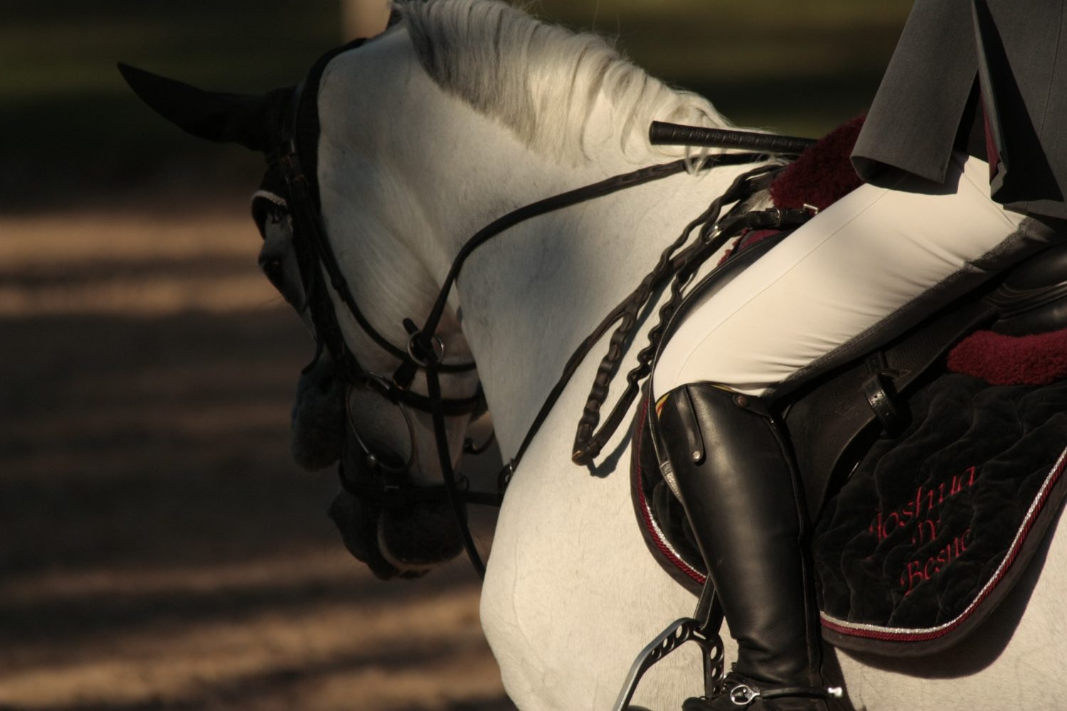 photographie par Horse Development d'un cheval gris en concours de saut d'obstacles