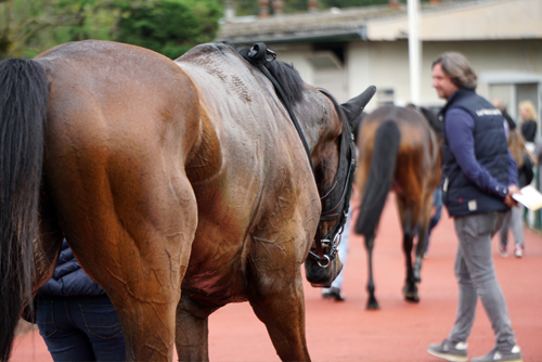 Photographie prise par Horse Development, trotteur au pas après la course à l'hippodrome. Toutes votre communication hippique et équestre avec Horse Development.