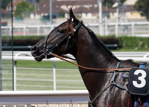 Photographie prise par Horse Development, trotteur à l'hippodrome au pas. Vous souhaitez développer un nouveau type de service dans le monde des courses hippiques, vous vous demander comment réaliser une étude de marché ? un business plan ? lever des fonds ?