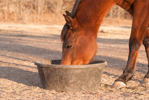 Cheval de loisirs au pré, s'alimentant dans une mangeoire. Exemples d'études menées par Horse Development : "Potentiel marché d'un objet connecté à destination des chevaux de courses", "Etude d'installation d'une écurie de propriétaire (plusieurs régions en France), "Etude d'installation pour une sellerie équestre (Plusieurs régions en France", "Evaluation de l'opportunité du lancement d'un centre de soins pour chevaux de haut niveau"...