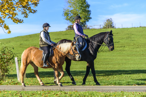 Deux chevaux de balade ou de randonnée, au pas, et leurs cavalières. Exemple de conseil en création d'entreprise équine : Conseil en installation de centre équestre, Etude de votre projet de création d'écurie de propriétaire, Aide au lancement de votre élevage de chevaux, Appui à votre lancement de carrière de cavalier professionnel...