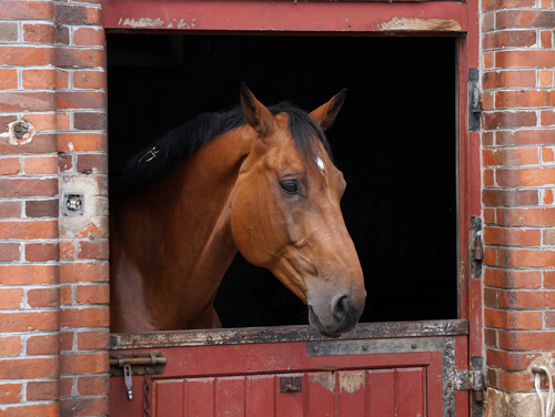 Photographie prise par Horse Development, cheval à la porte de son box. Vous avez une idée révolutionnaire dans le monde du cheval, vous souhaite tester un produit, un service, une nouveauté, nous pouvons vous aider à tester cette idée