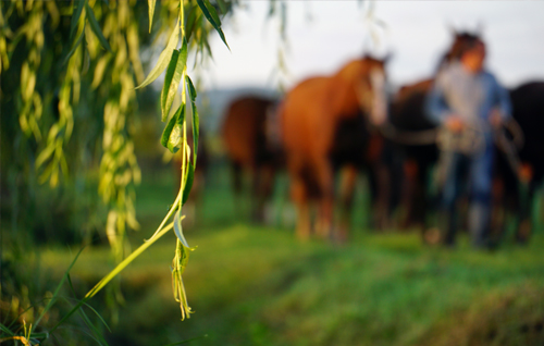 Photographie prise par Horse Development, troupeau de chevaux à l'élevage guidés par un homme. Horse Development vous acccompagne pour réaliser une étude de marché pour votre projet lié à l'élevage des chevaux