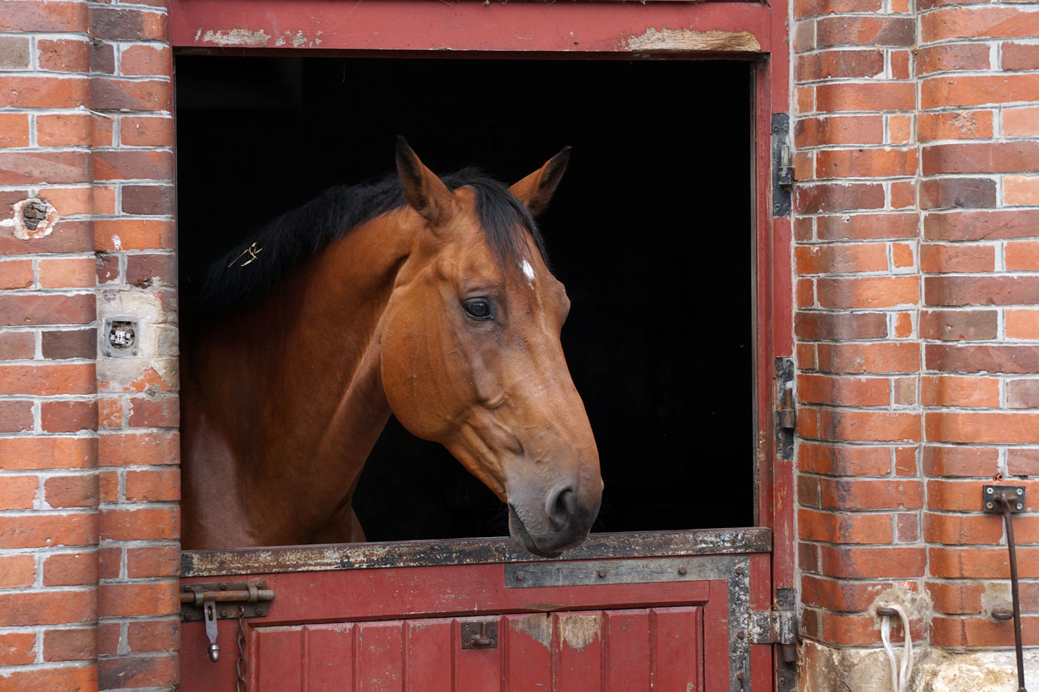 Photographie prise par Horse Development, cheval à la porte de son box. Vous avez une idée révolutionnaire dans le monde du cheval, vous souhaite tester un produit, un service, une nouveauté, nous pouvons vous aider à tester cette idée