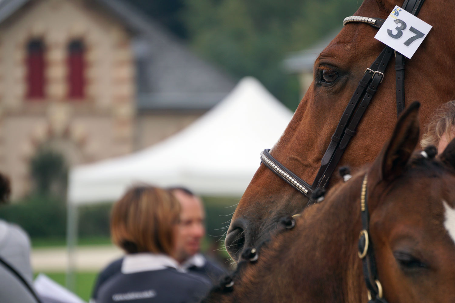 Poulains et jument, élevage de chevaux de sport