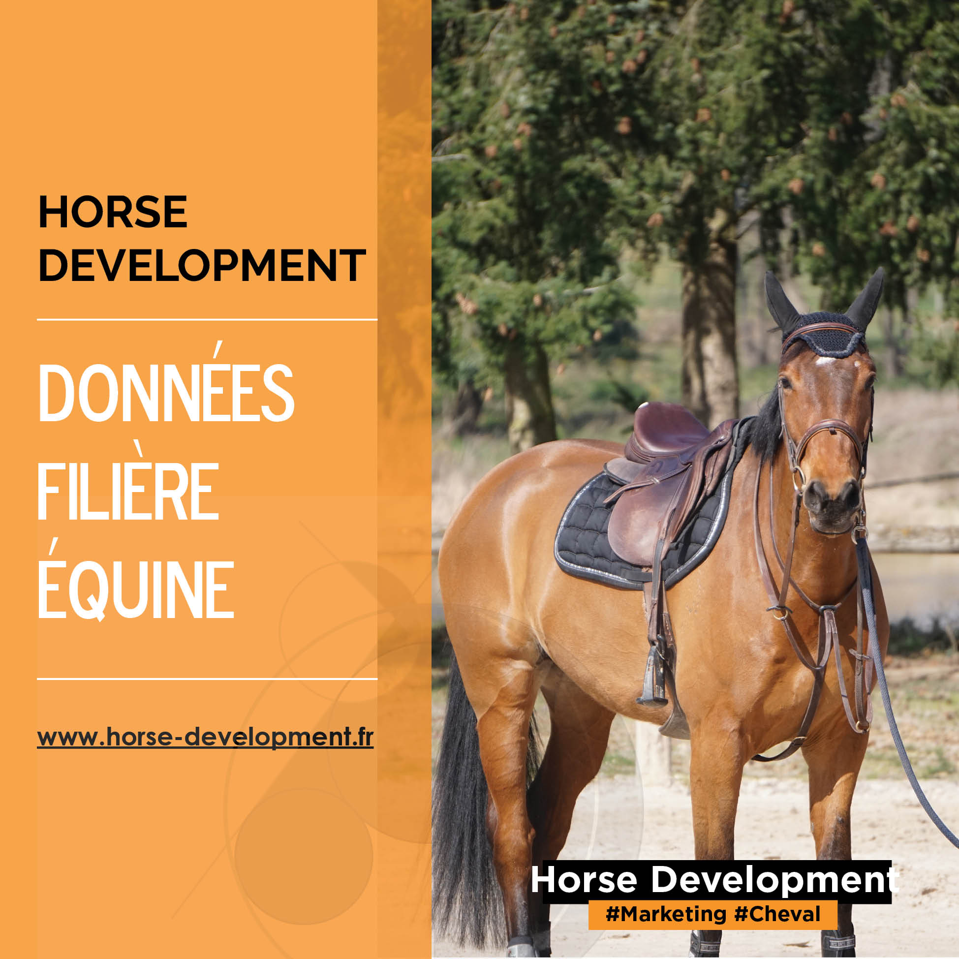 Comment Cloner Un Cheval Avec Un Schéma D une Veritable Expérience professionnels filière équine | Horse Development