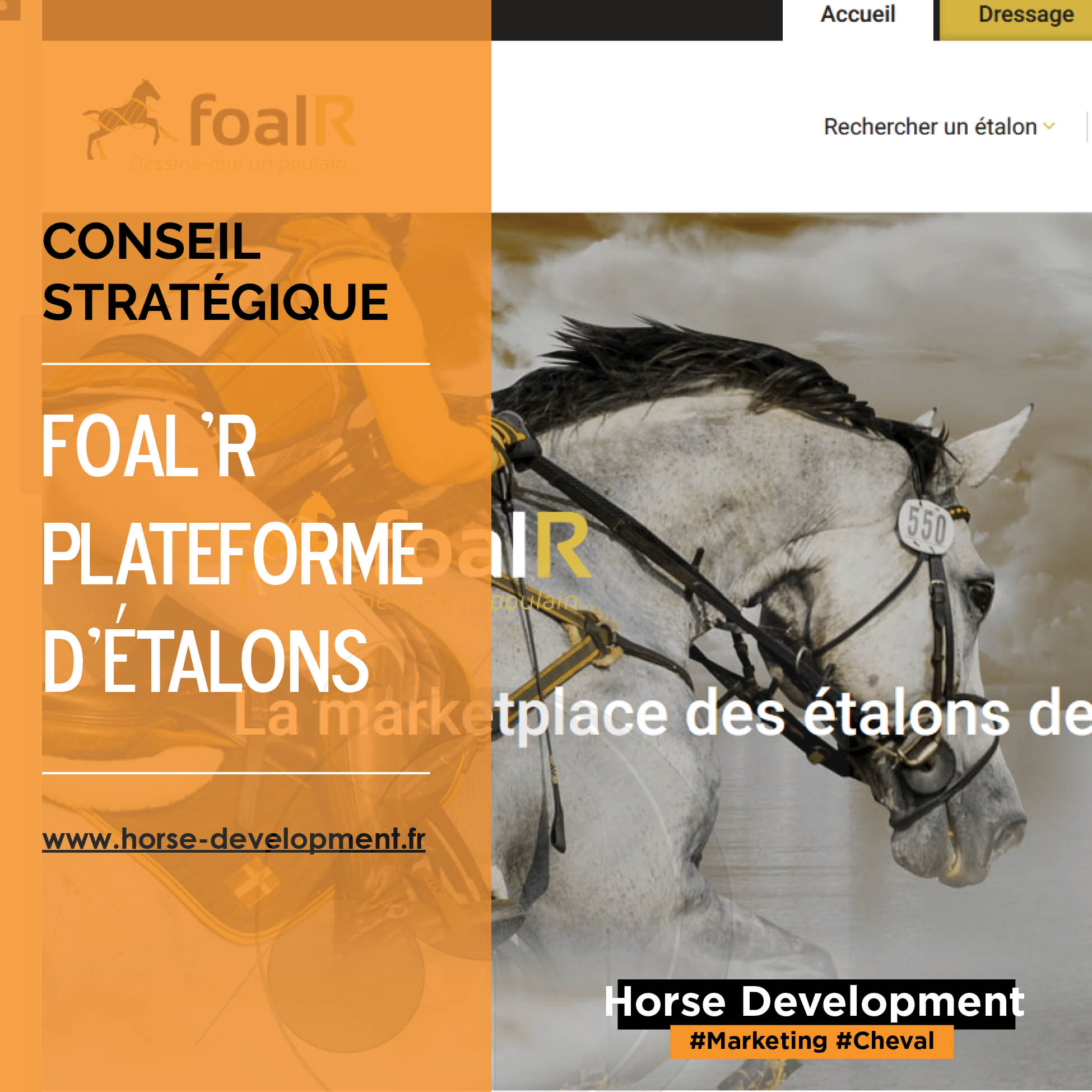 Comment Cloner Un Cheval Avec Un Schéma D une Veritable Expérience étude de marché | Horse Development